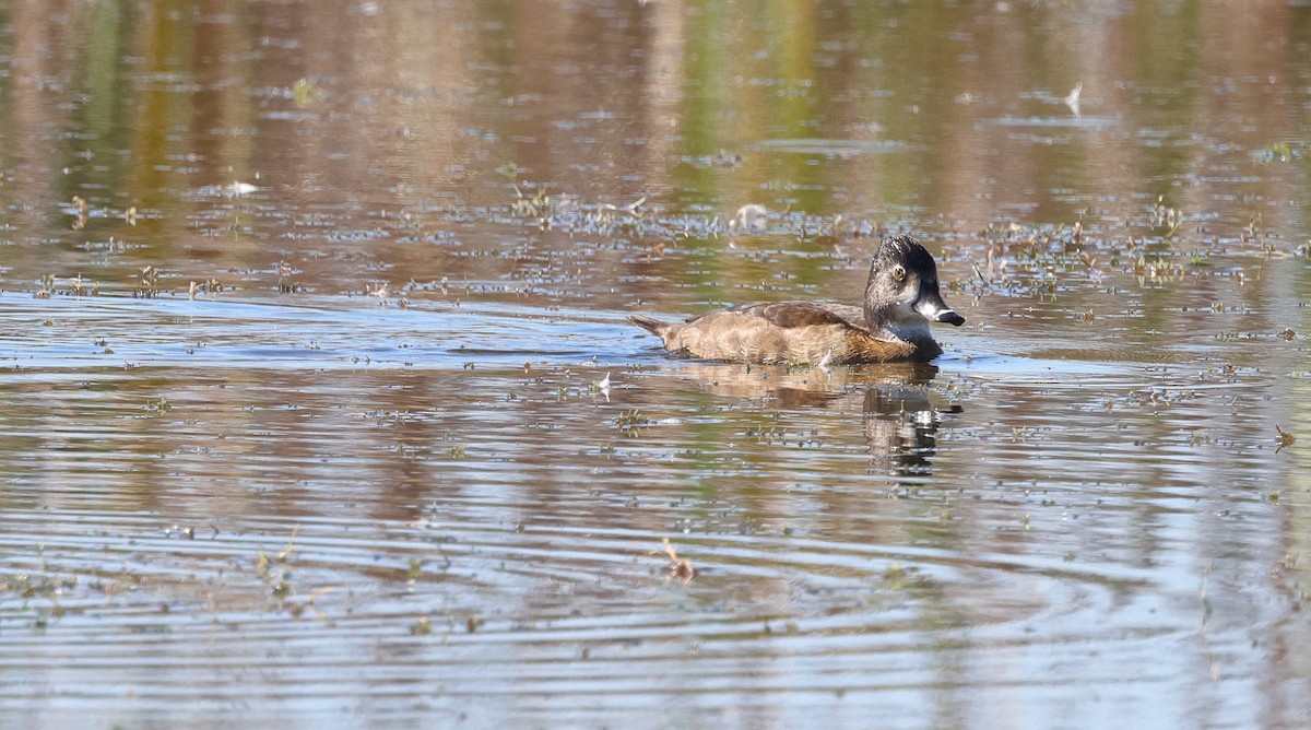 ringand - ML645766289