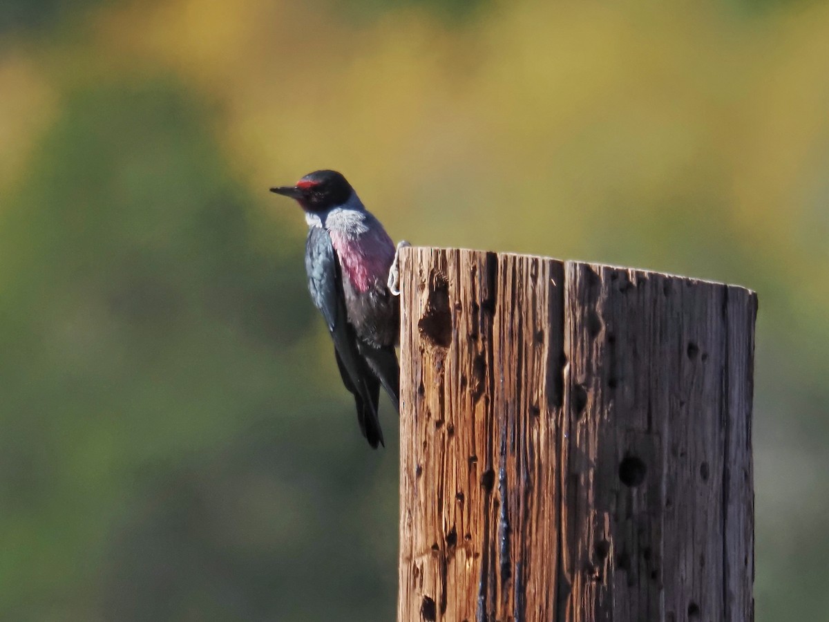 Blutgesichtspecht - ML645766290