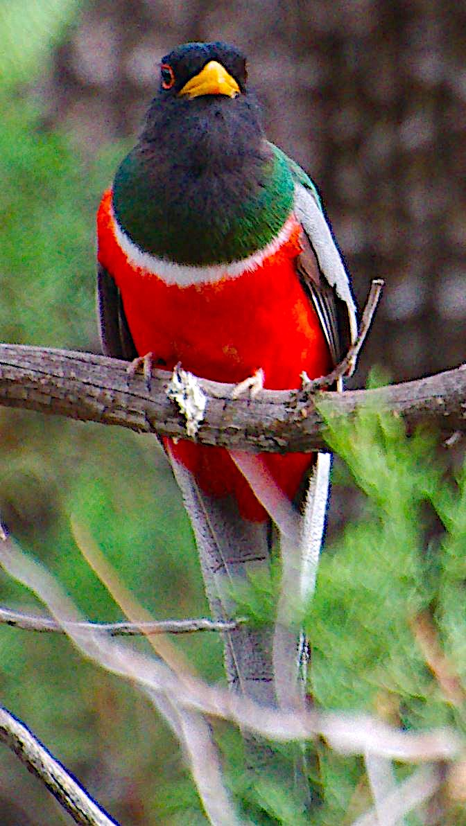 kobberstjerttrogon - ML645766292