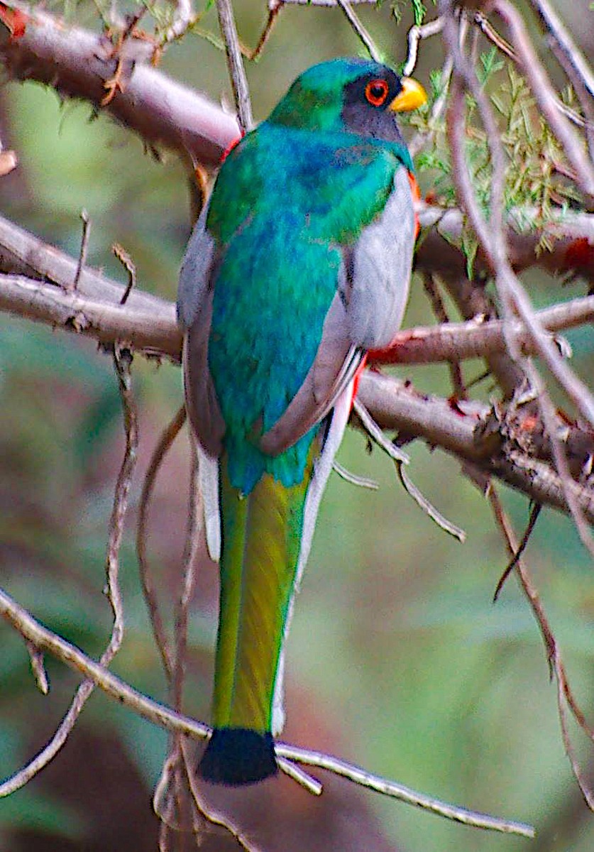 kobberstjerttrogon - ML645766293