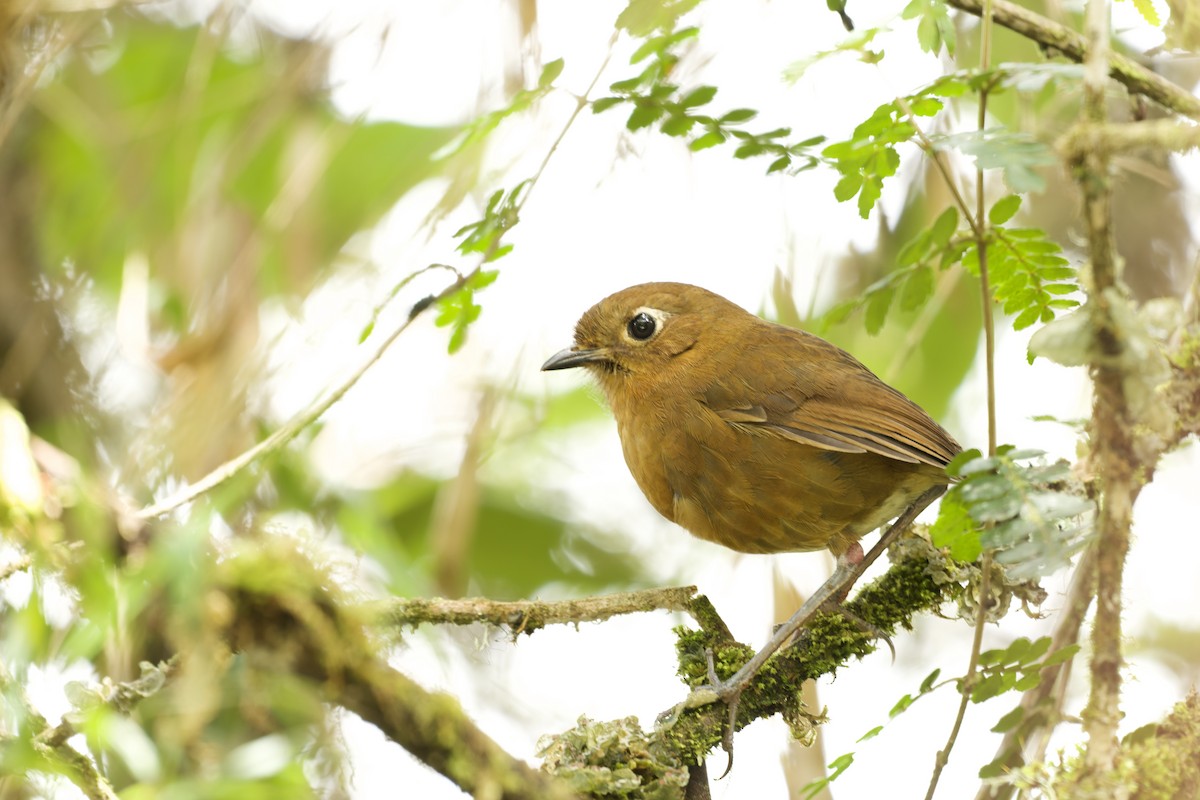 juninmaurpitta - ML645766295