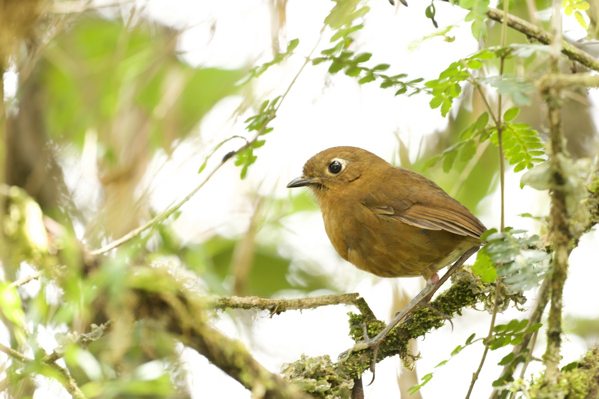 juninmaurpitta - ML645766296