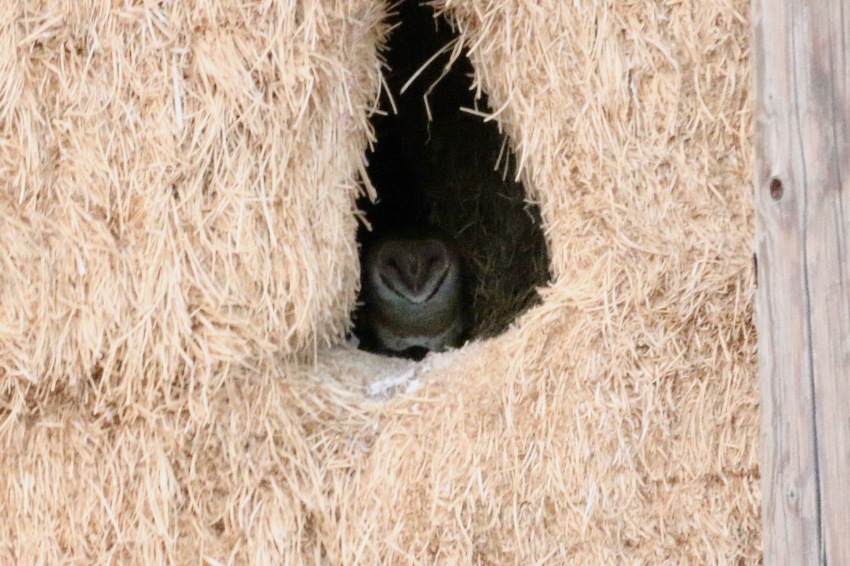 amerikatårnugle - ML645766300