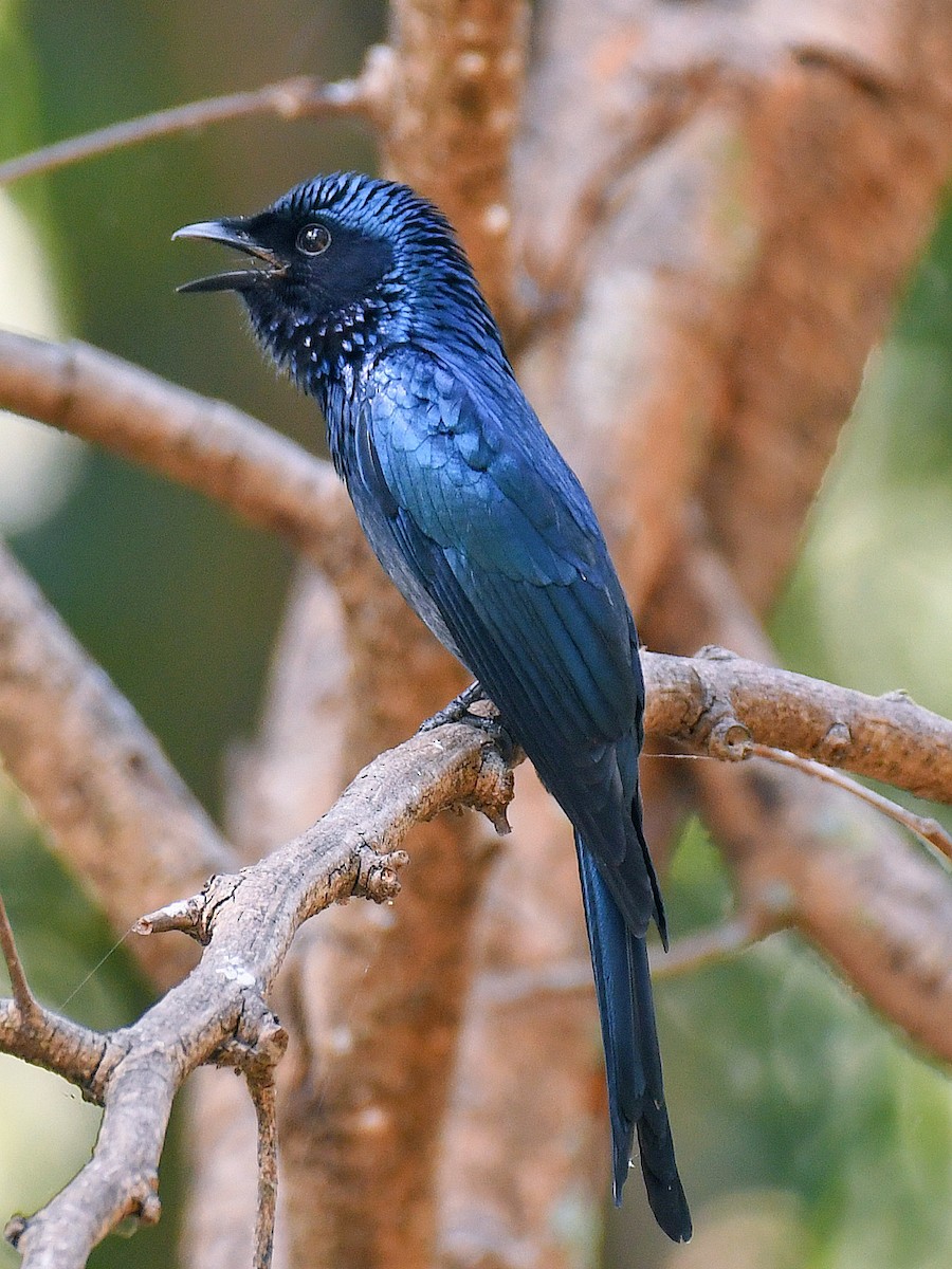 bronsedrongo - ML645766301