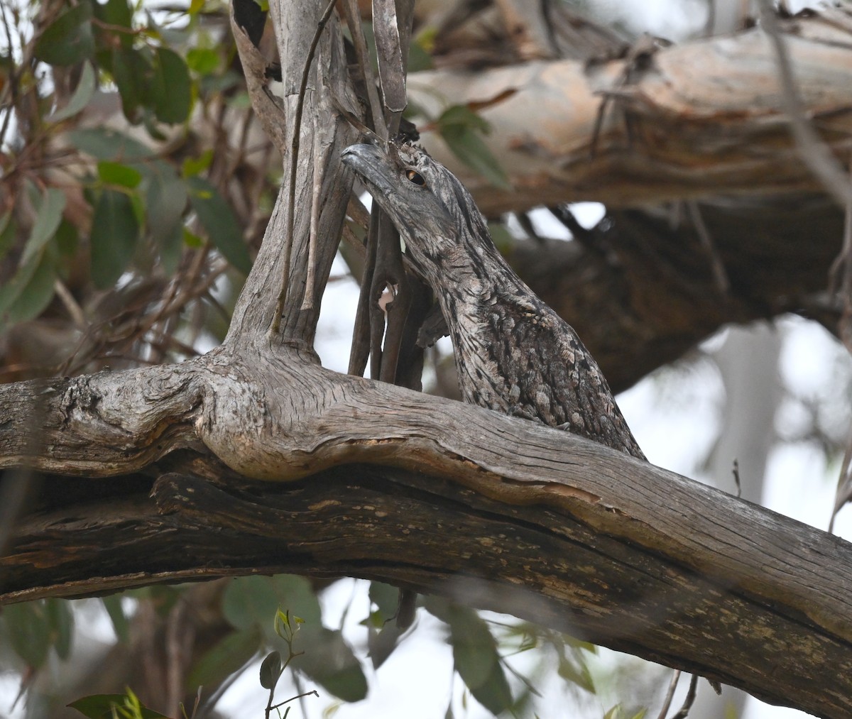 Tawny Frogmouth - ML645766303