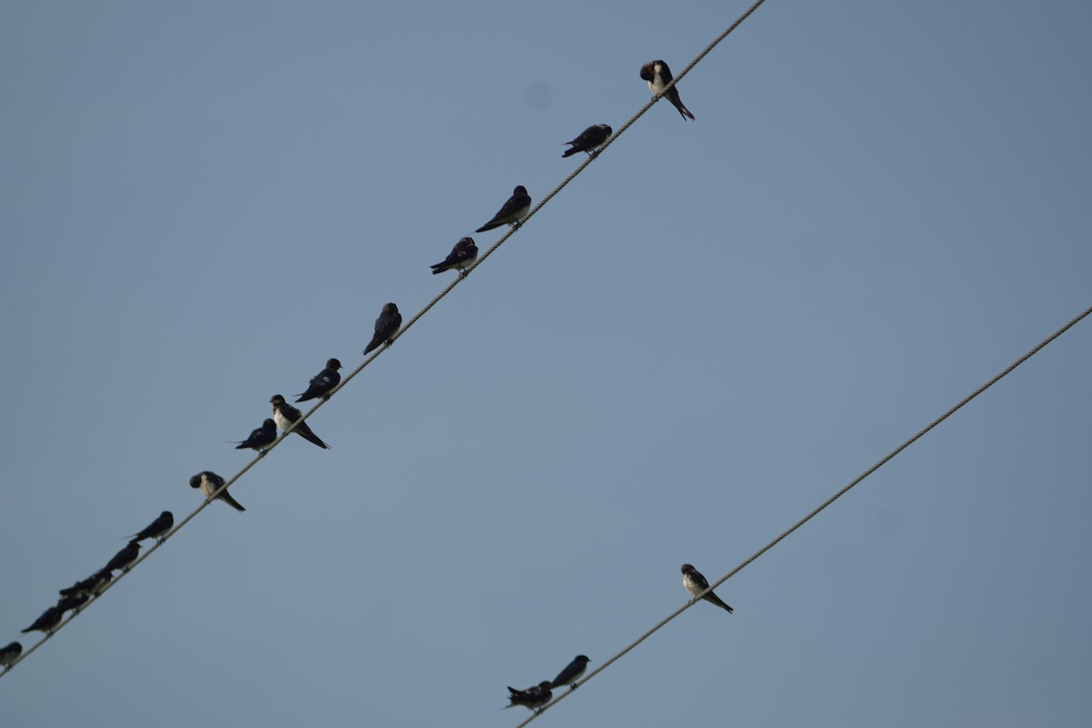 Barn Swallow - ML645766304