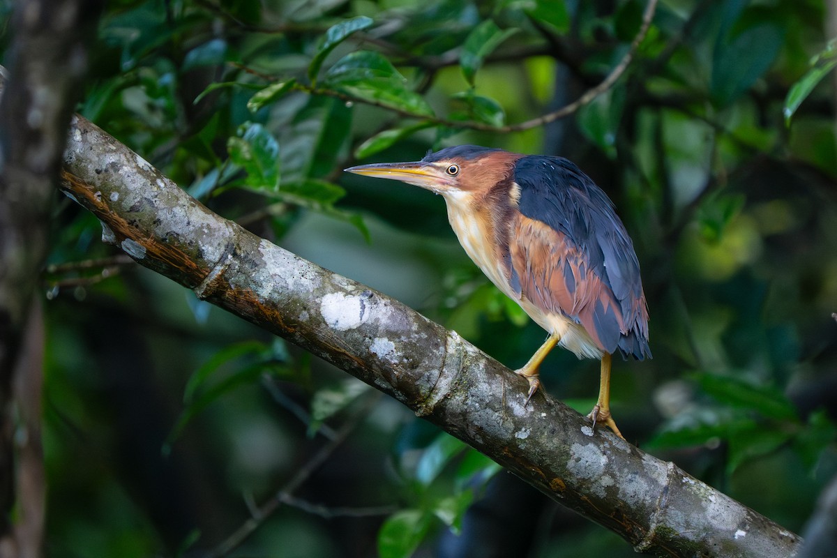 Petit Blongios - ML645766313