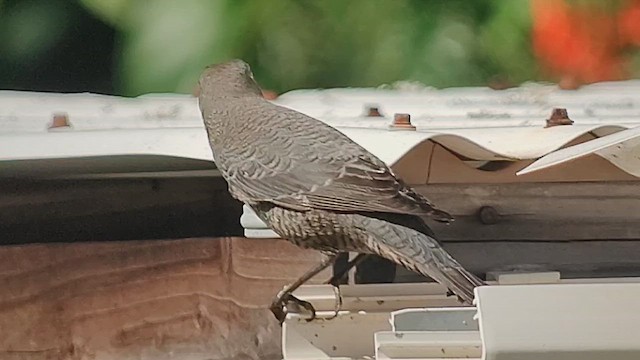 skalník modrý - ML645766314