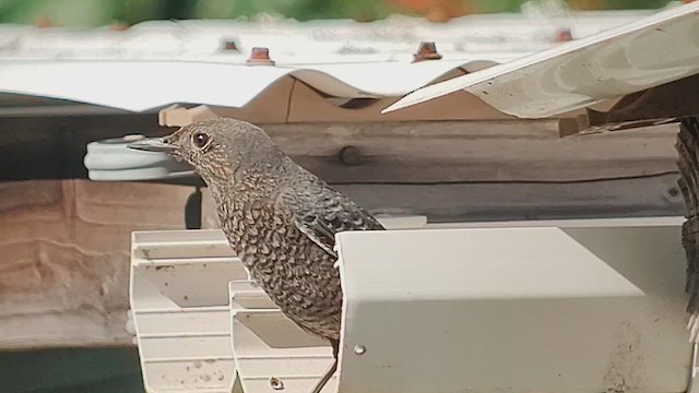 skalník modrý - ML645766316