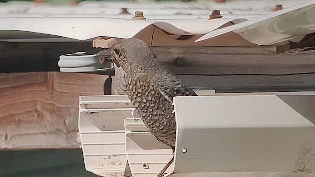 skalník modrý - ML645766318