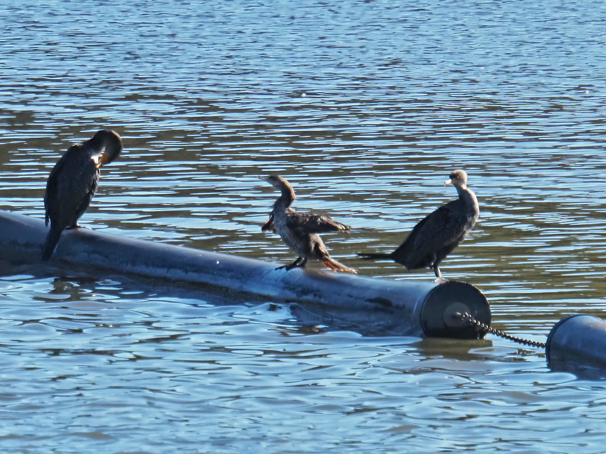 Neotropic Cormorant - ML645766324