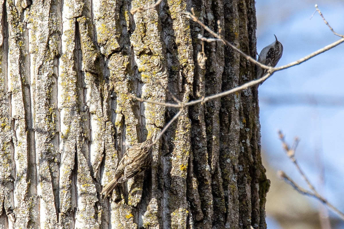 Brown Creeper - ML645766334