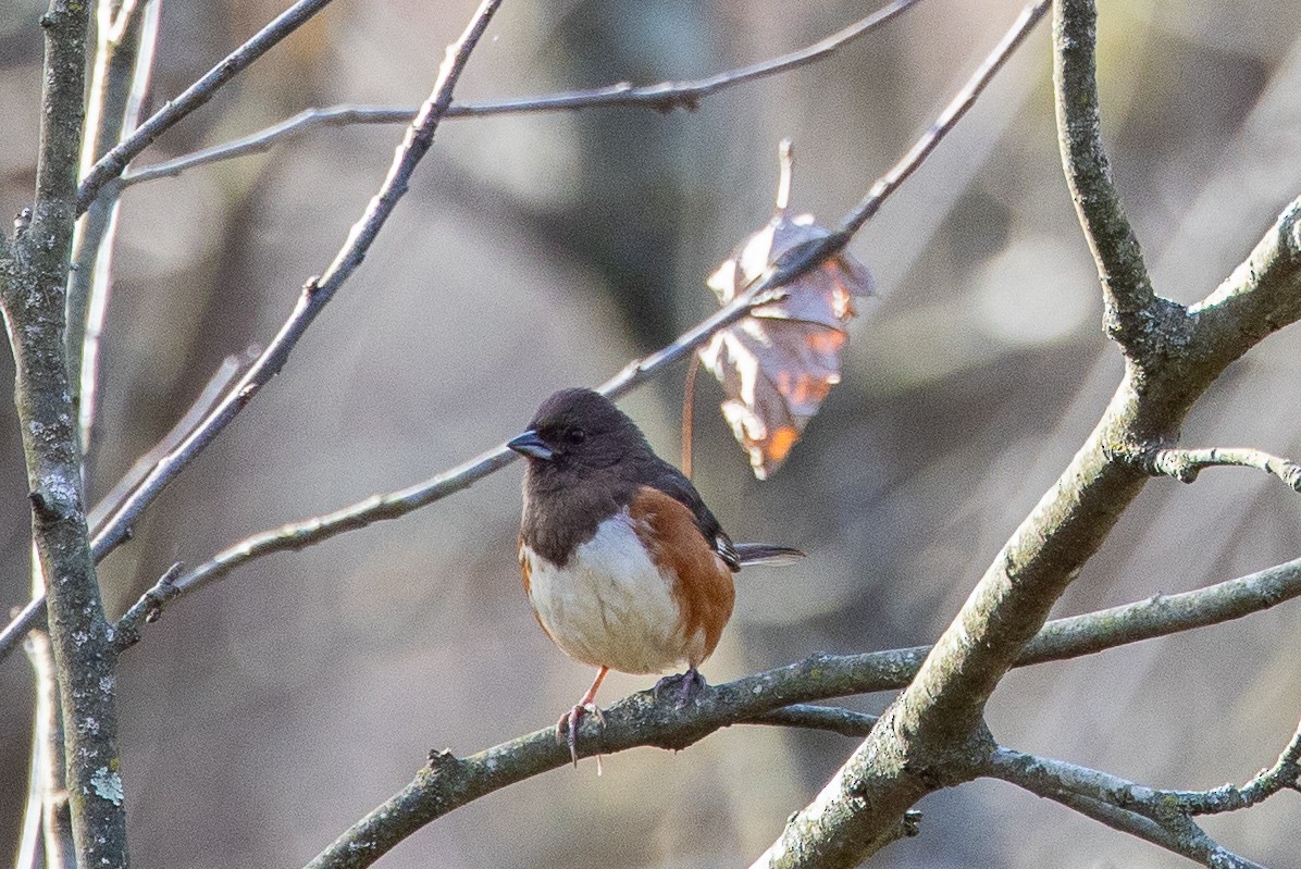 Eastern Towhee - ML645766349