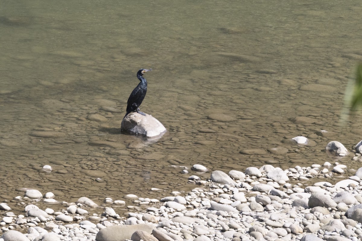 storskarv - ML645766351