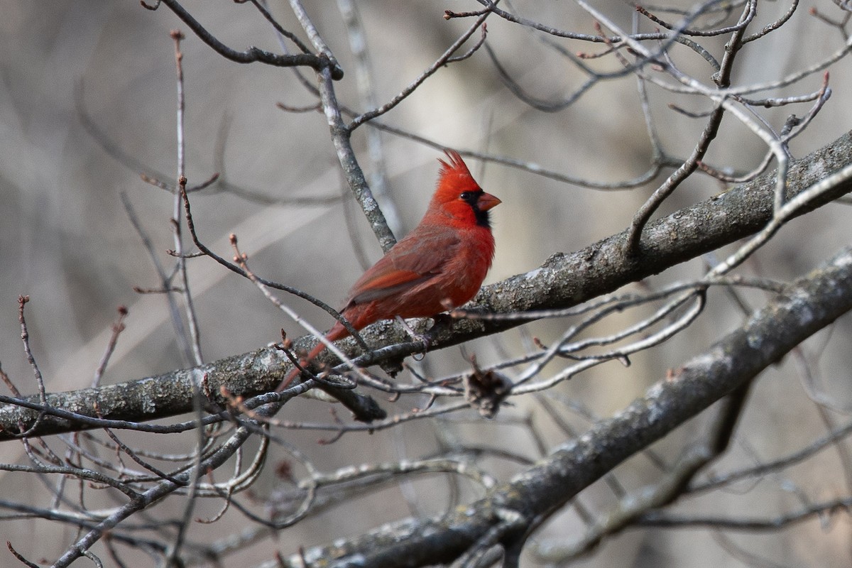 Northern Cardinal - ML645766353