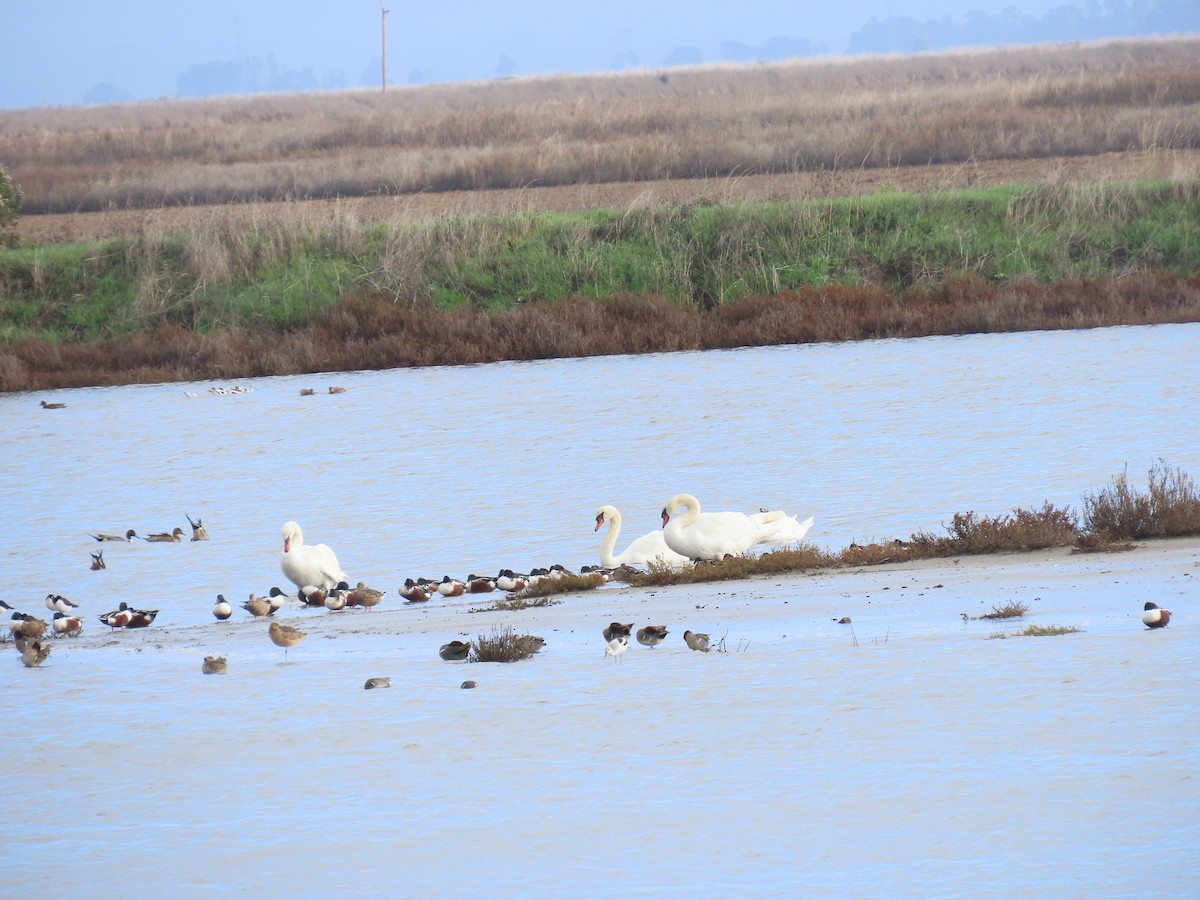 Mute Swan - ML645766360