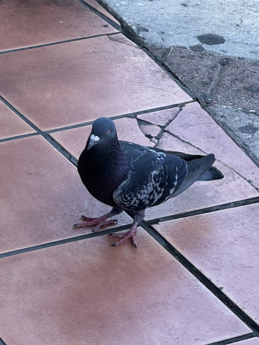 יונת בית - ML645766361