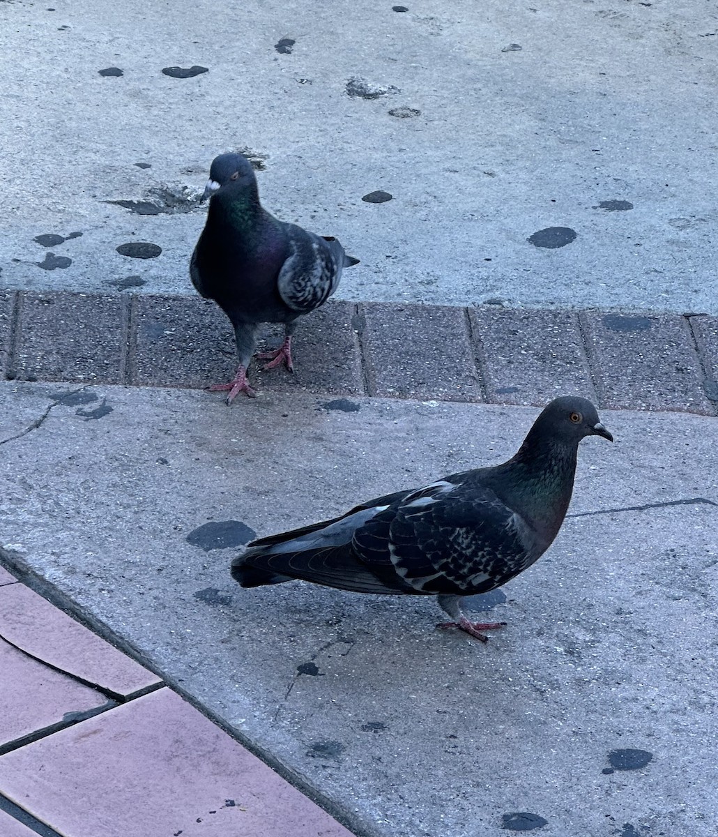 יונת בית - ML645766362