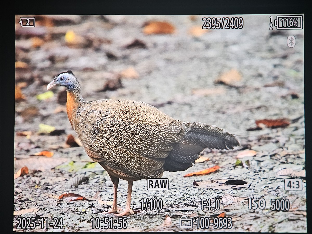 Great Argus - ML645766363