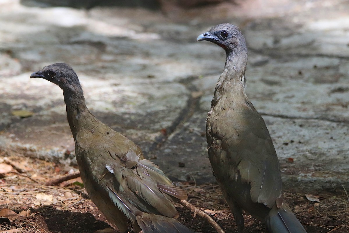 Plain Chachalaca - ML645766364