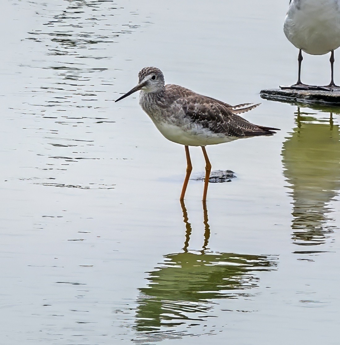 Greater Yellowlegs - ML645766368