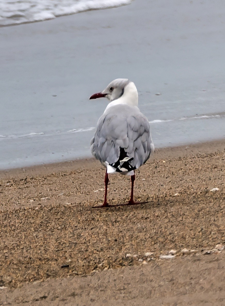 Мартин сіроголовий - ML645766379