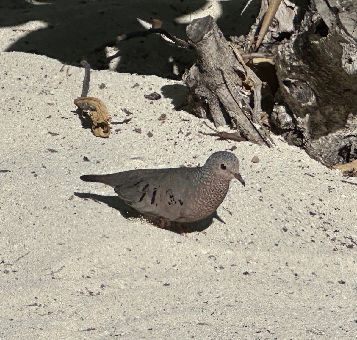 Common Ground Dove - ML645766382