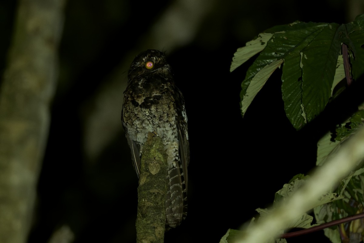 Andean Potoo - ML645766385