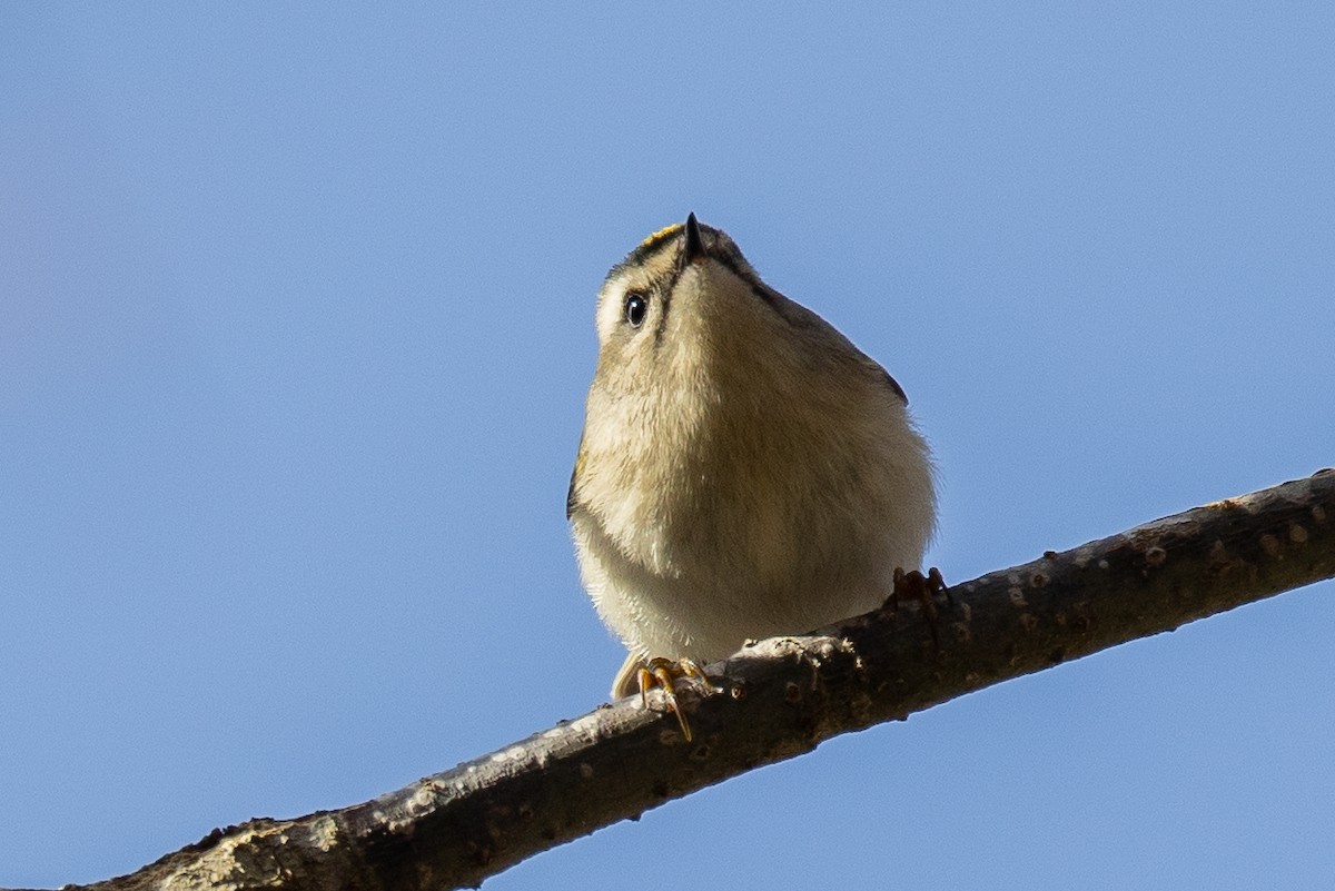 Golden-crowned Kinglet - ML645766388