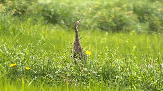 Бугай строкатий - ML645766397