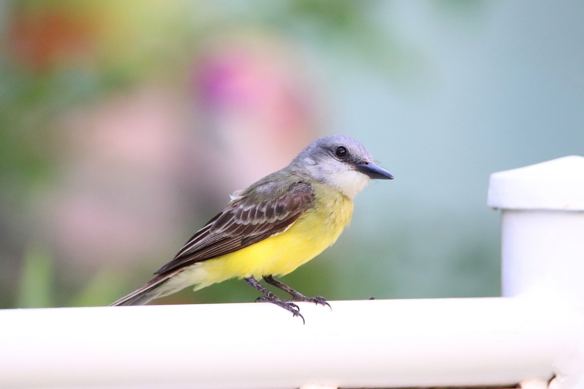 Tropical Kingbird - ML645766400