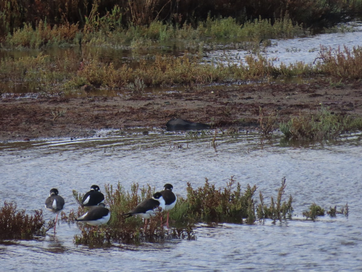 Black-necked Stilt - ML645766402