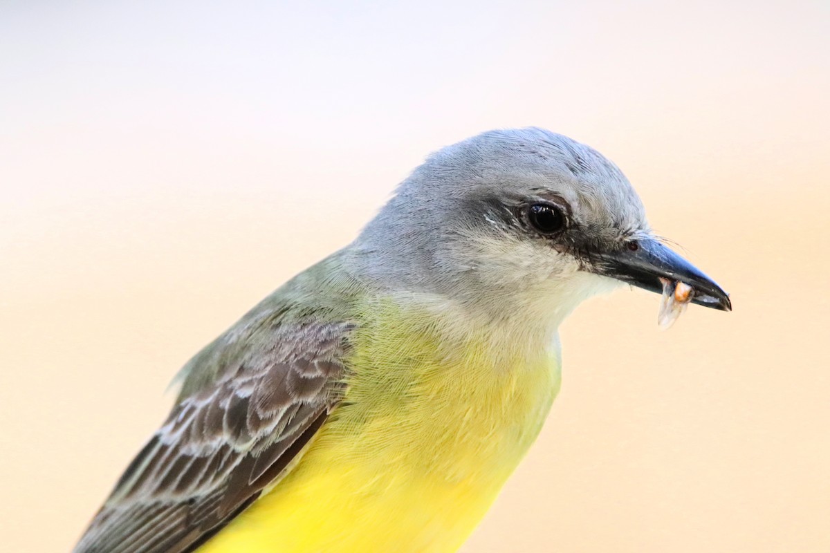 Tropical Kingbird - ML645766405