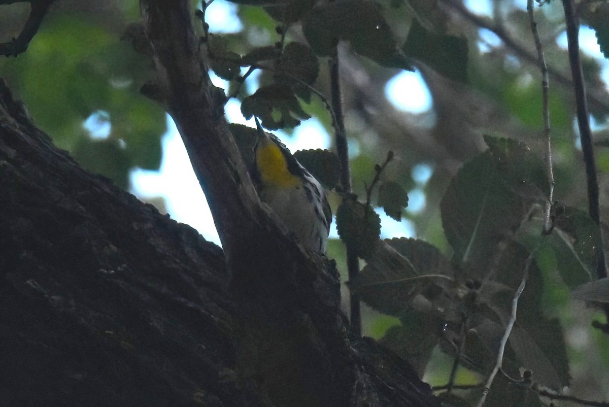 Yellow-throated Warbler - ML645766407