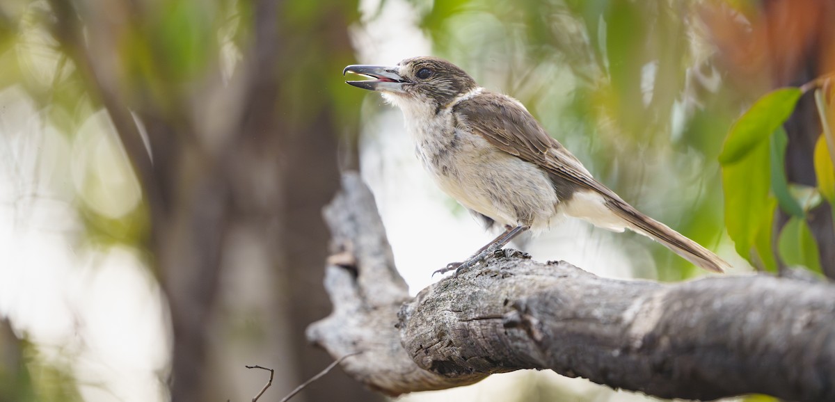 Gray Butcherbird - ML645766414