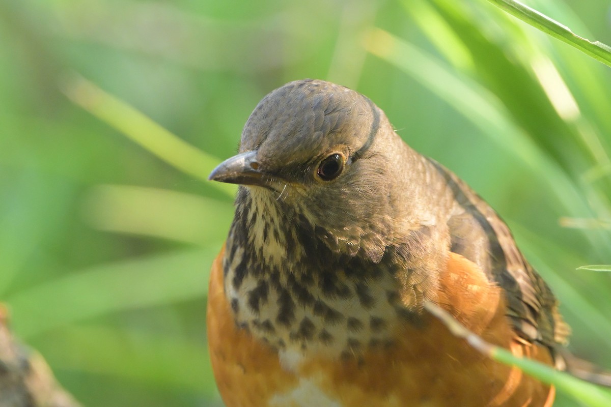 Gray-backed Thrush - ML645766420
