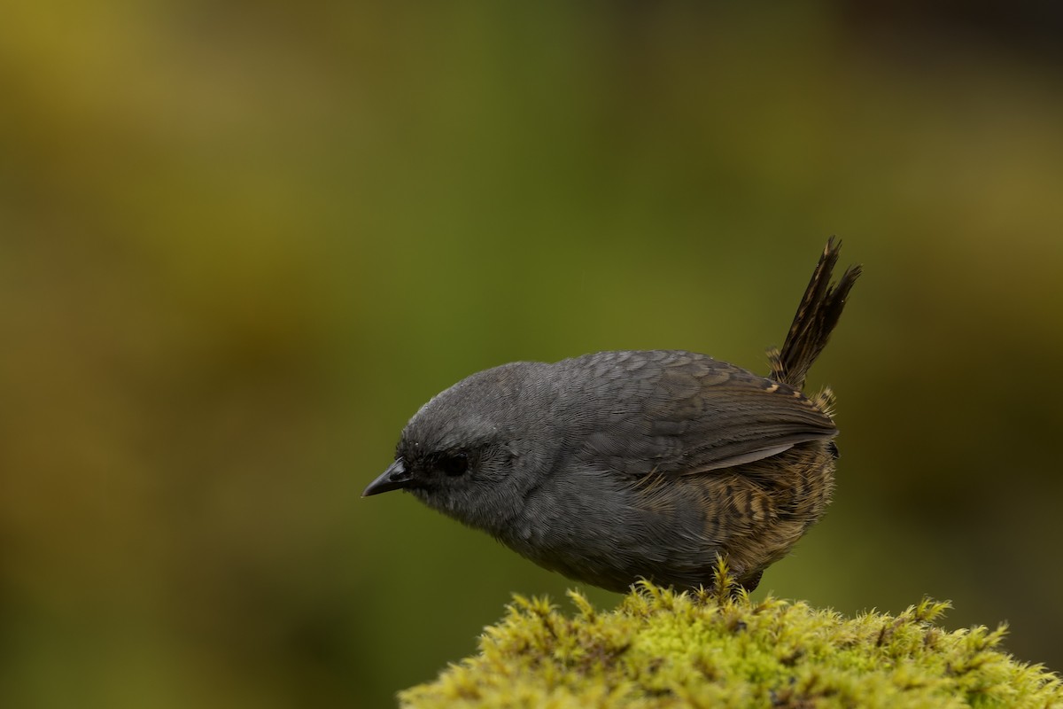 Jalca Tapaculo - ML645766436