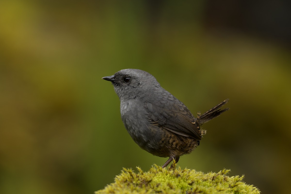 Jalca Tapaculo - ML645766437
