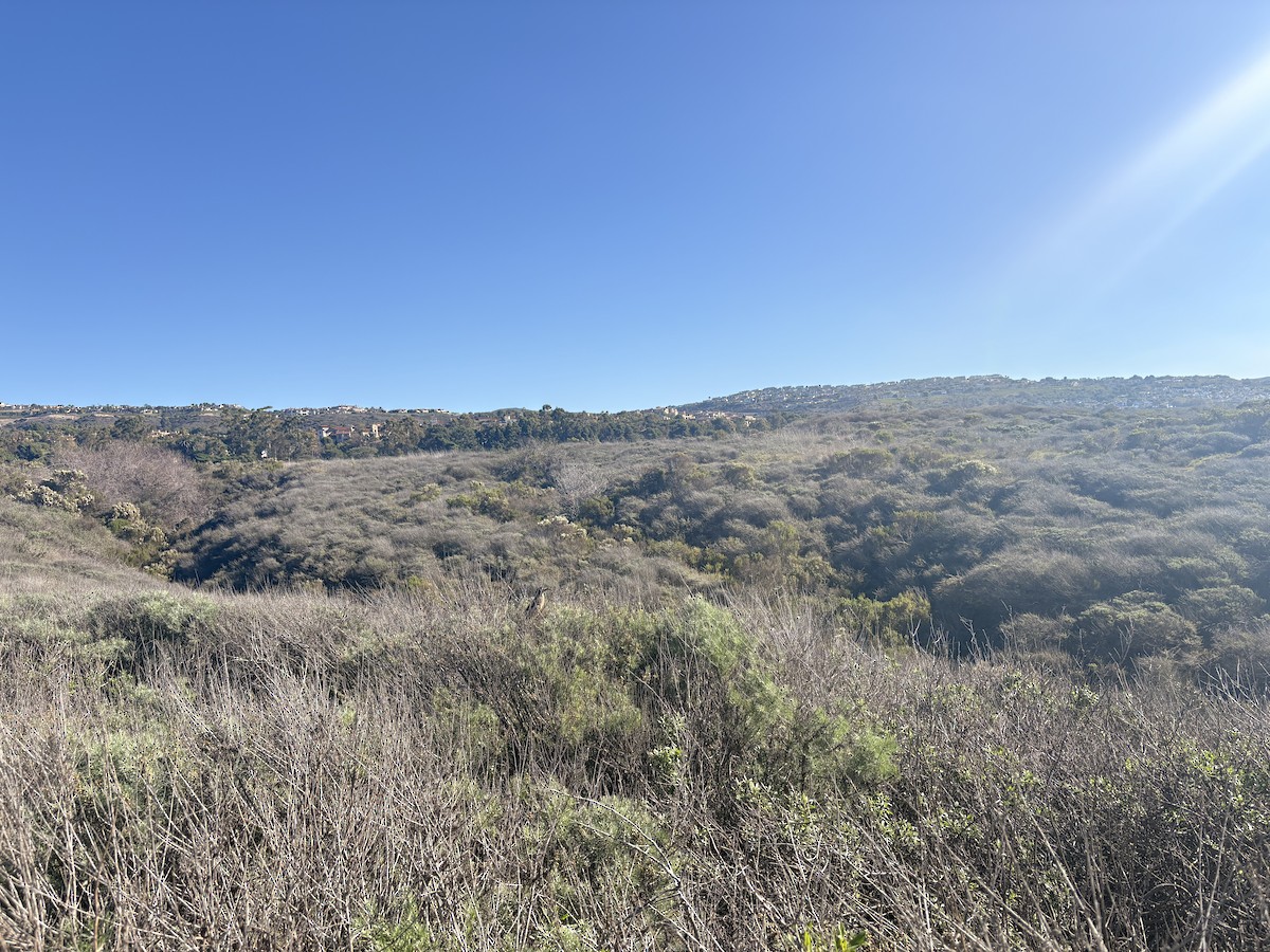 California Thrasher - ML645766439