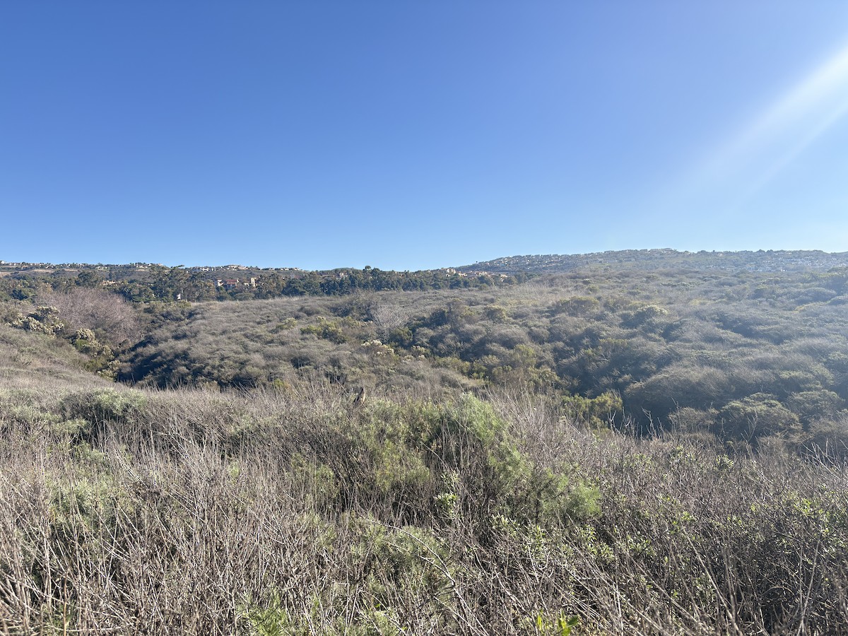 California Thrasher - ML645766440