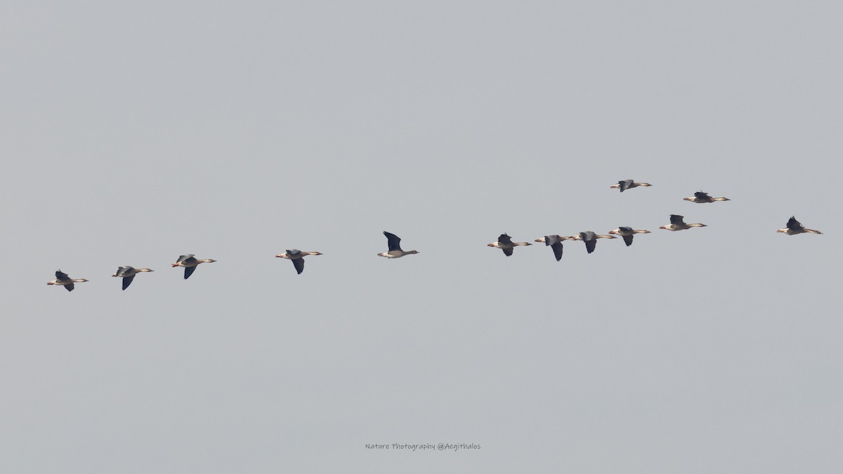 husa labutí - ML645766441