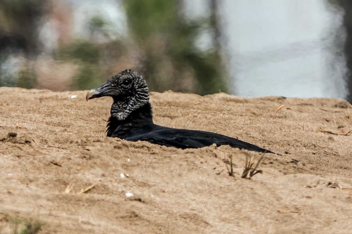 Катарта чорна - ML645766448