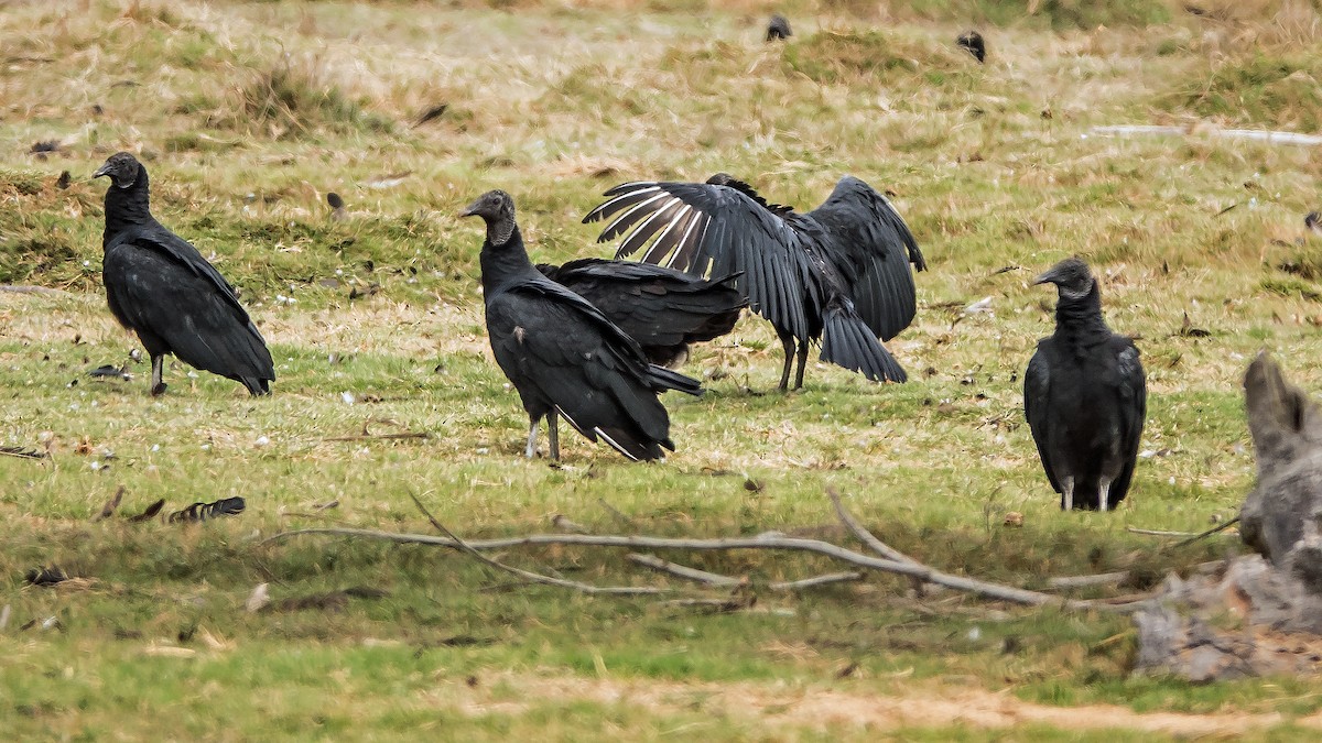 Black Vulture - ML645766449