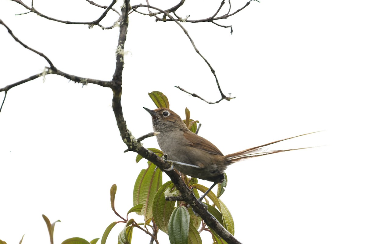 Eye-ringed Thistletail - ML645766452