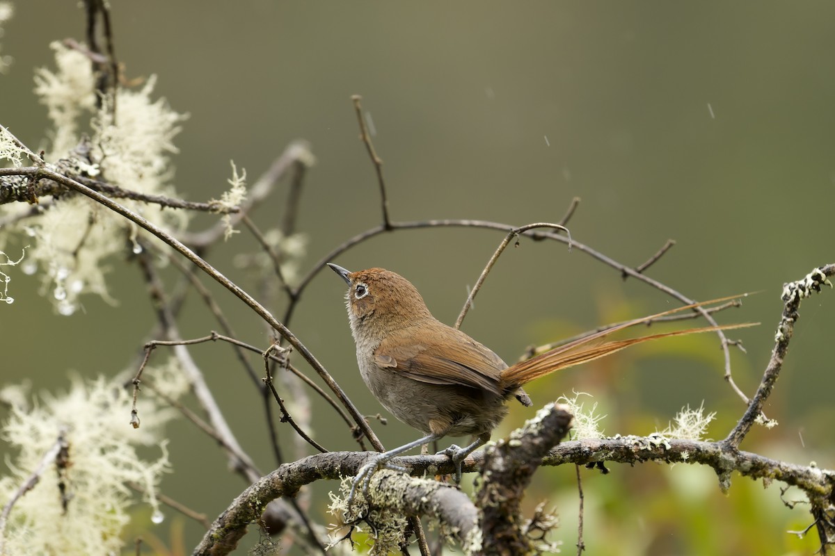 Eye-ringed Thistletail - ML645766453