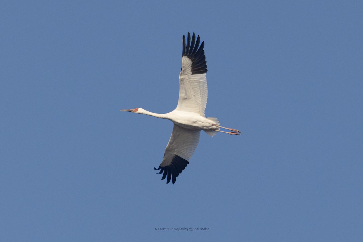 Siberian Crane - ML645766454