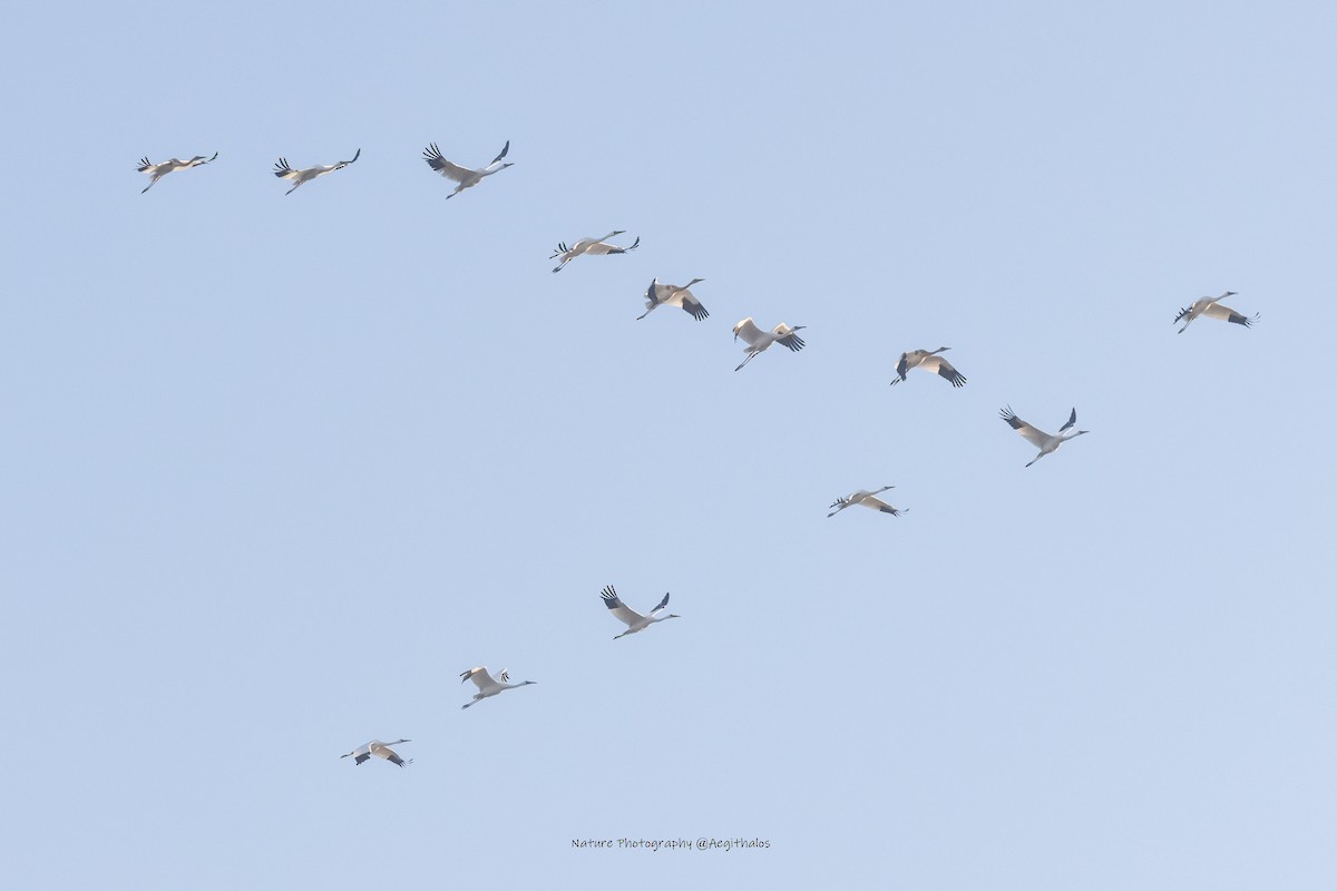 Siberian Crane - ML645766455