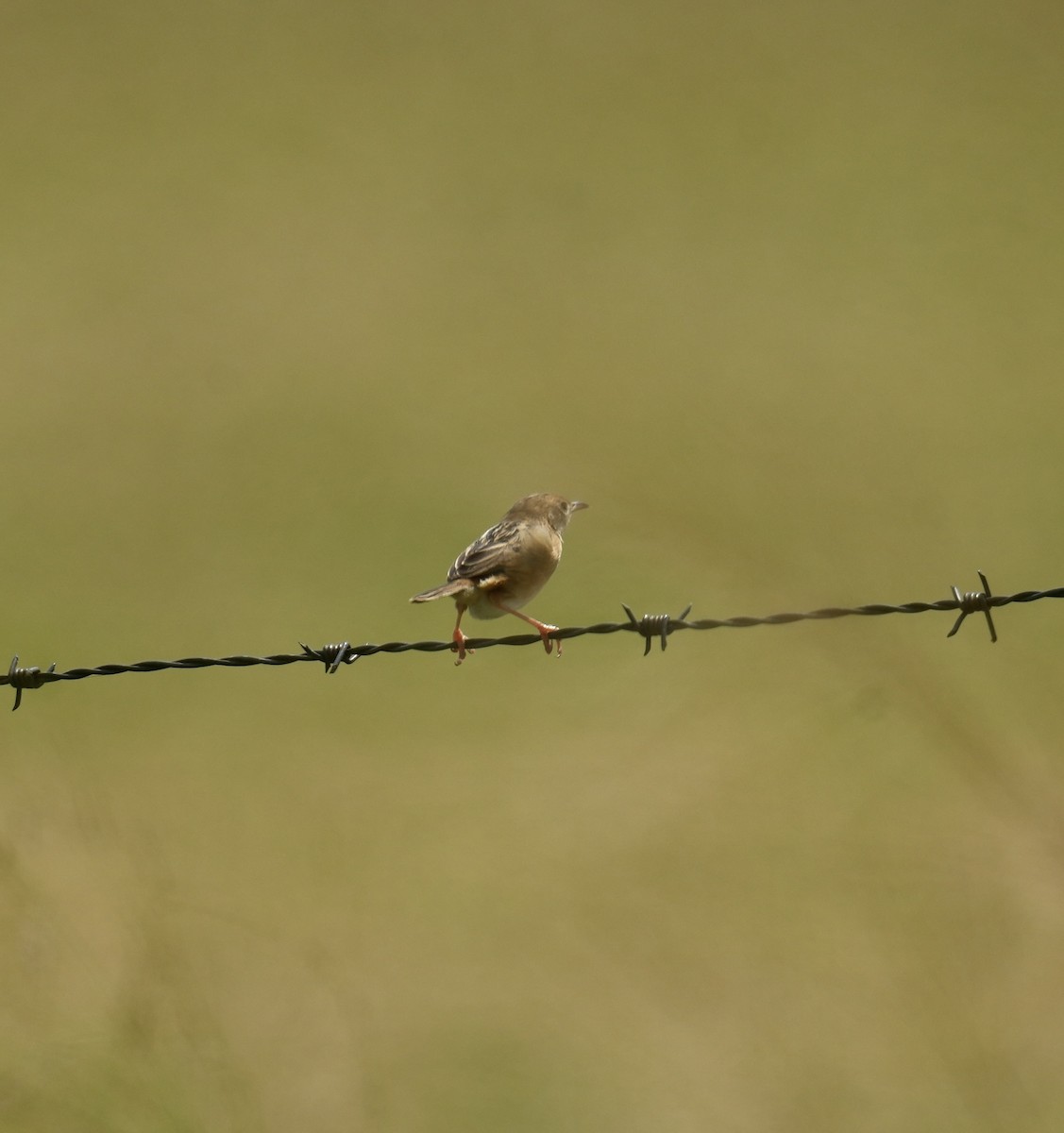 Golden-headed Cisticola - ML645766457