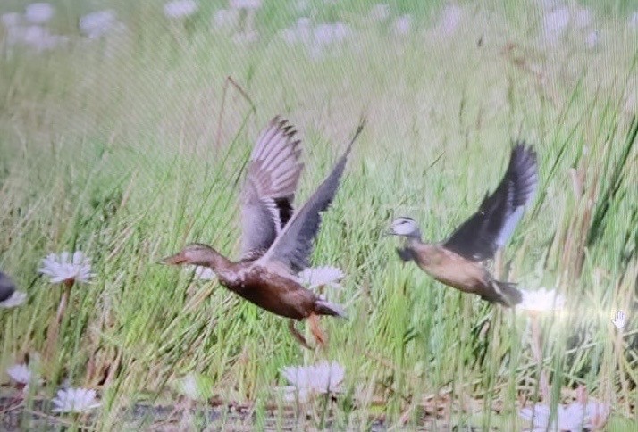 Northern Shoveler - ML645766458