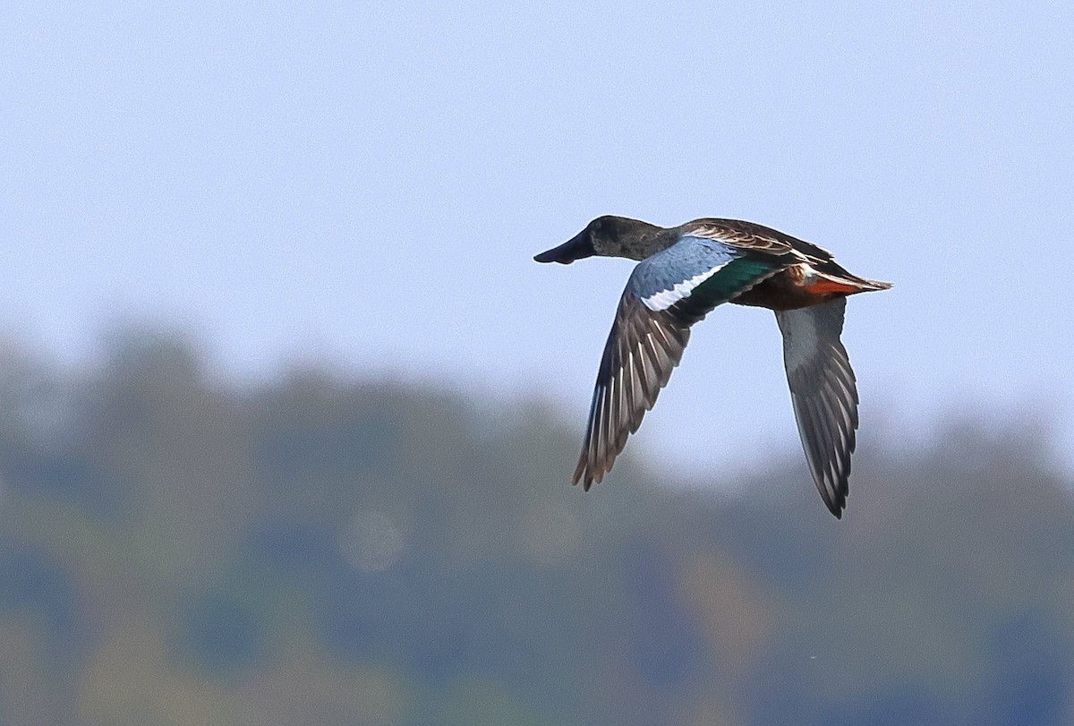 Northern Shoveler - ML645766459